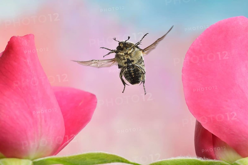 Traue rose beetle