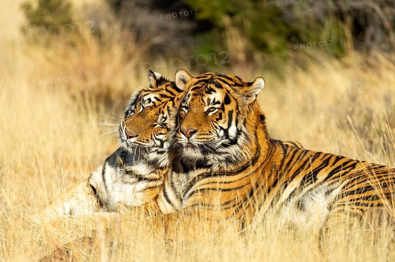 Bengal tiger