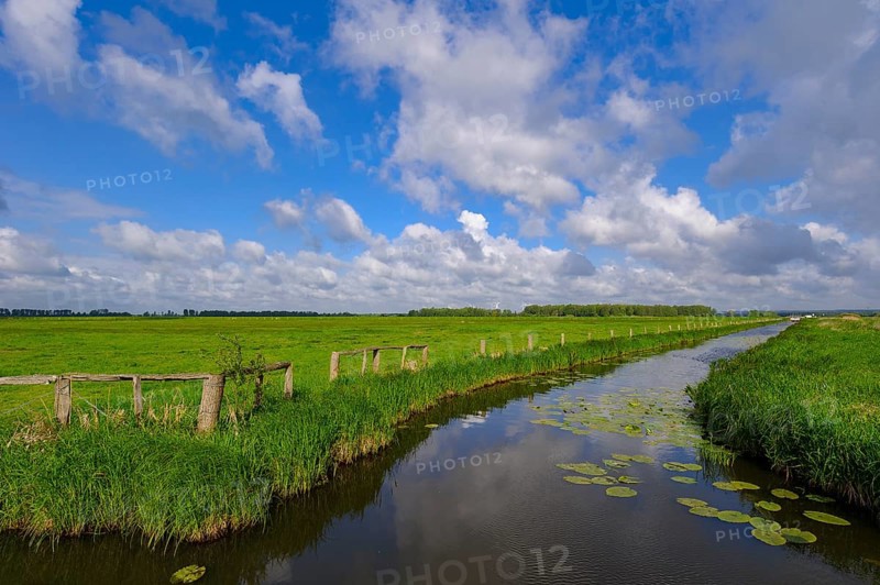 Wet meadow in the Ochsenmoor on the Duemmer