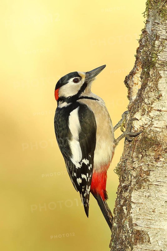 Great spotted woodpecker
