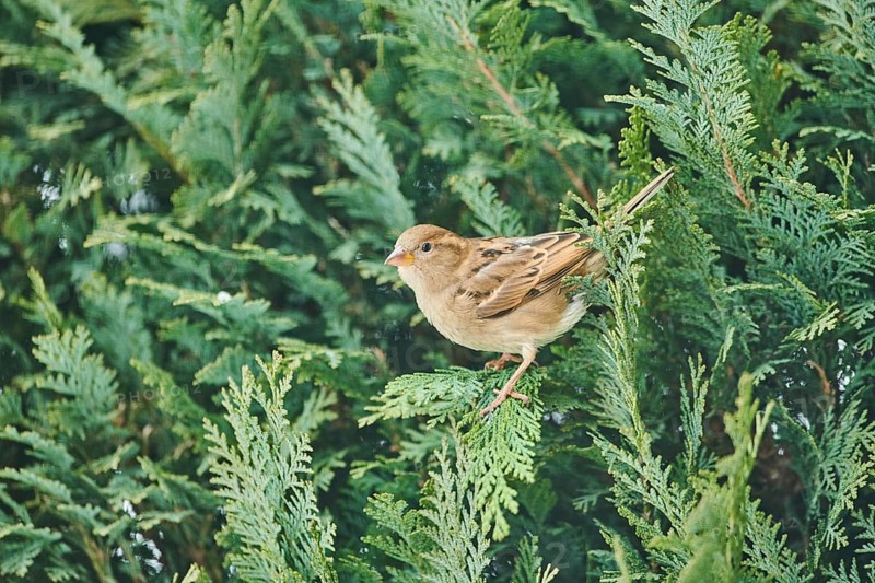 House sparrow