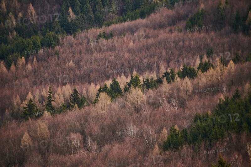 Common beech