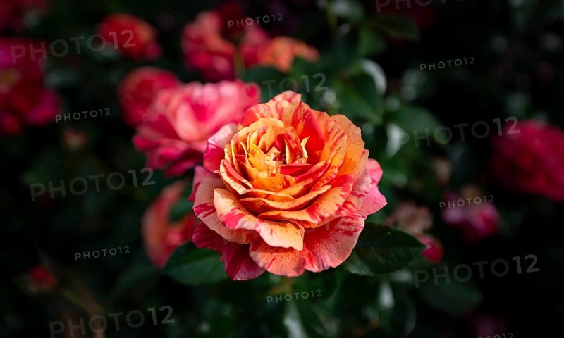 Rose