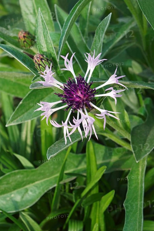 Perennial cornflower