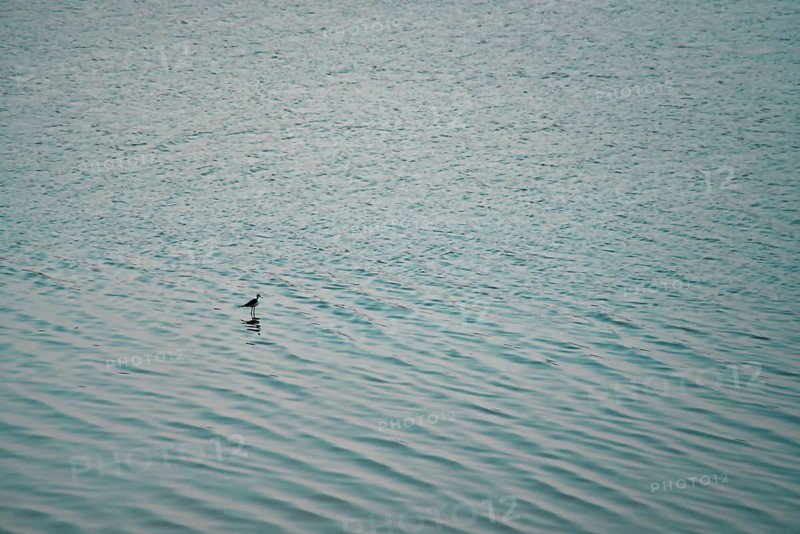 Abird in the sea in Macau
