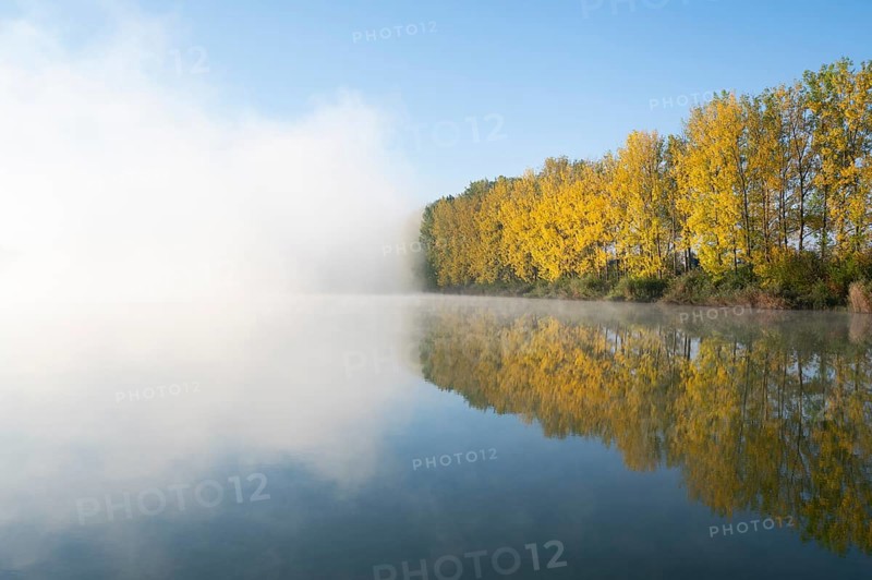 Morning fog and autumn coloured poplars
