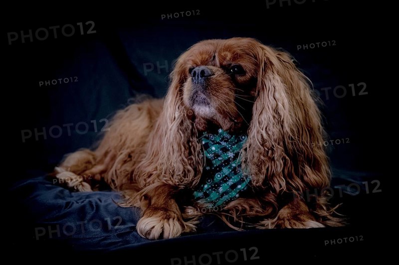 Portrait of a dog