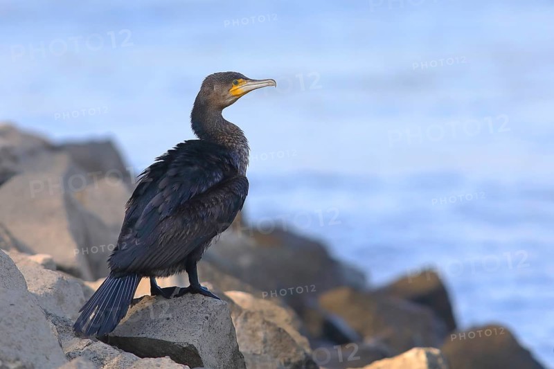 Great cormorant