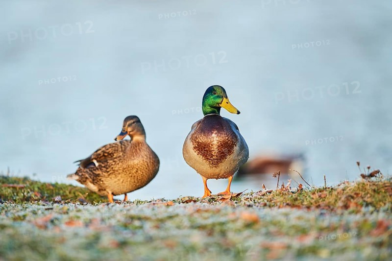 Wild duck