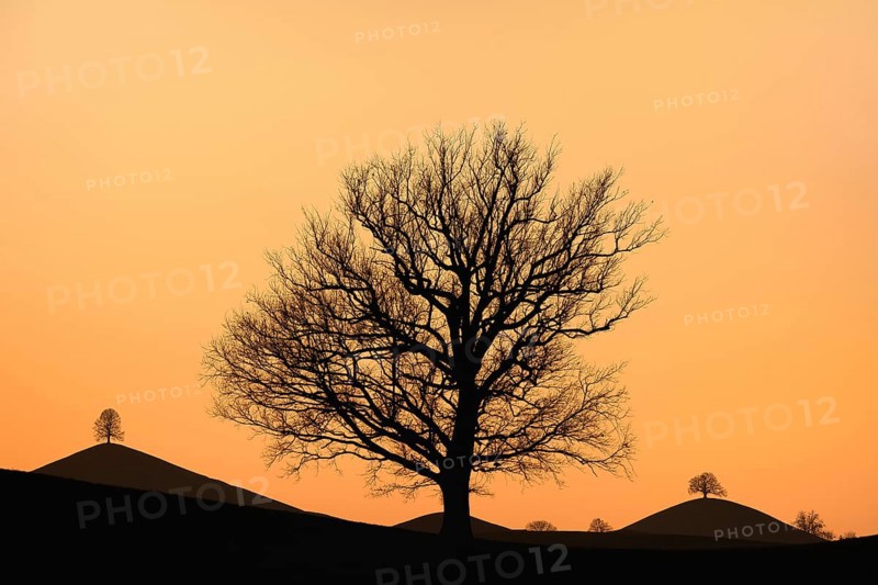 Solitary tree