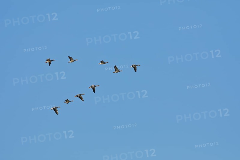 Greylag geese