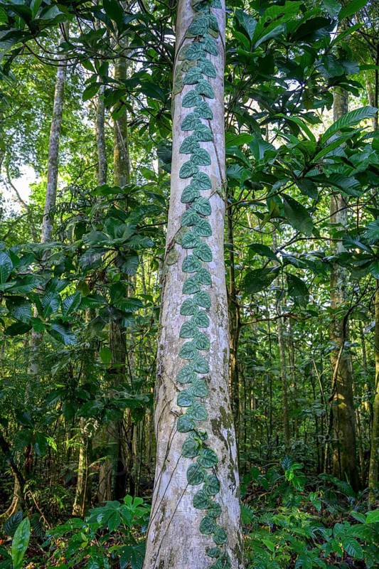 Leaf tendril on tree trunk