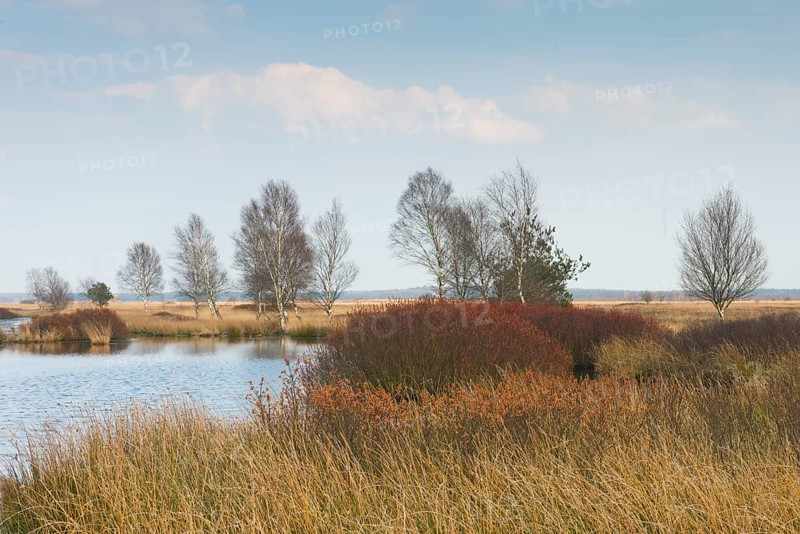 Bog myrtle