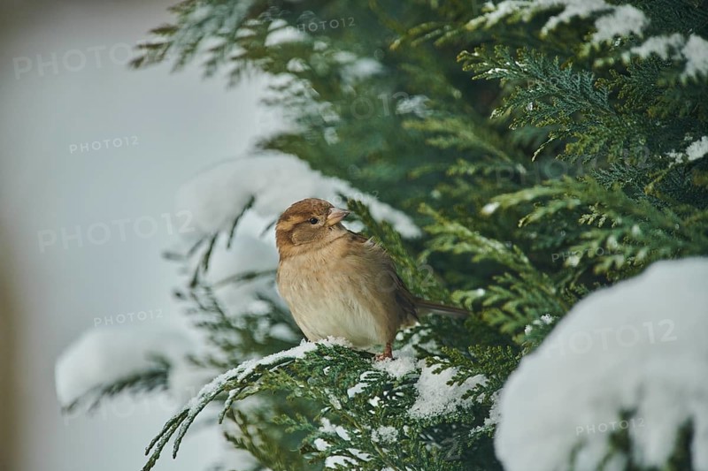 House sparrow