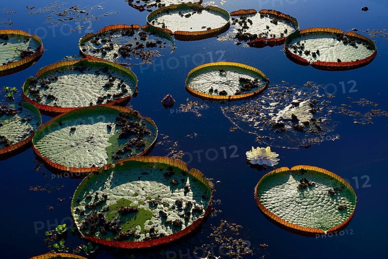 Leaves of the amazon water lily