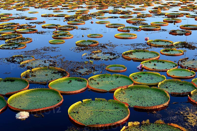 Leaves of the amazon water lily