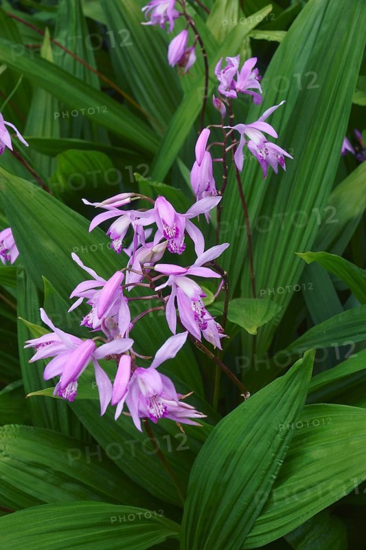 Hyacinth orchid