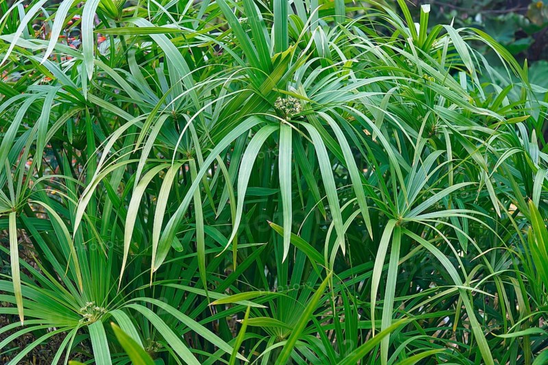 Umbrella plant