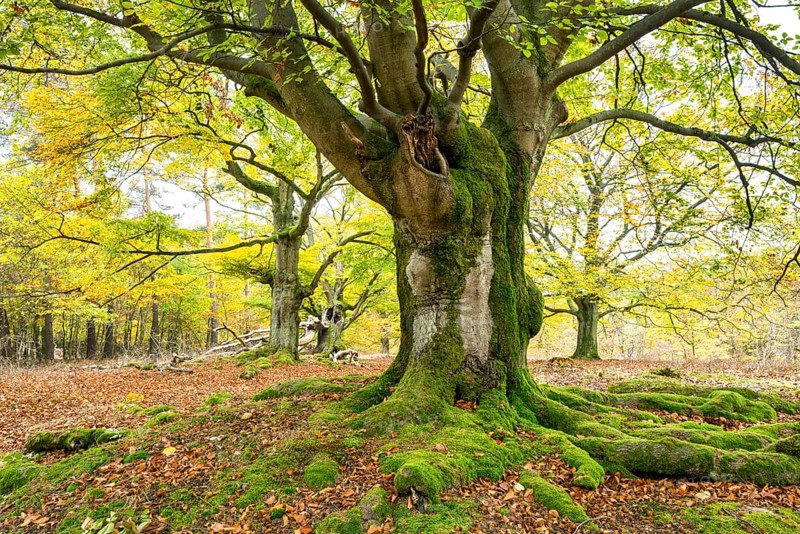 Knotty copper beech