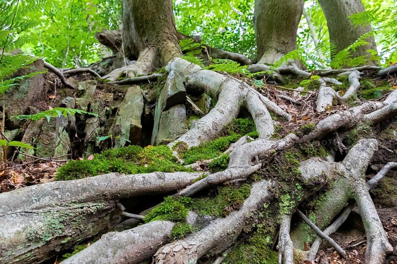 Beech roots reach into the soil