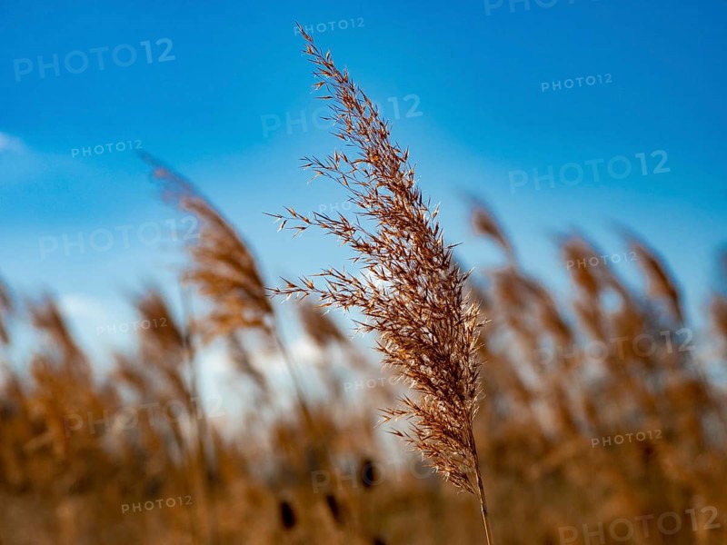 Common reed