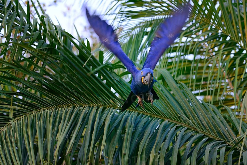 Hyacinth macaw