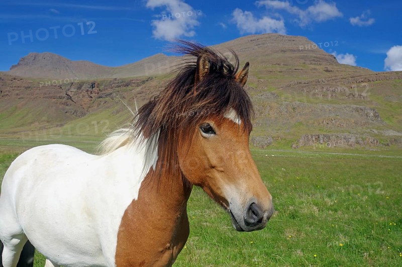 Icelandic horse