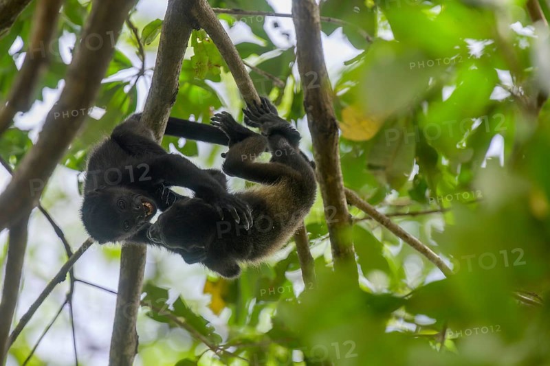 Two young mantled howlers