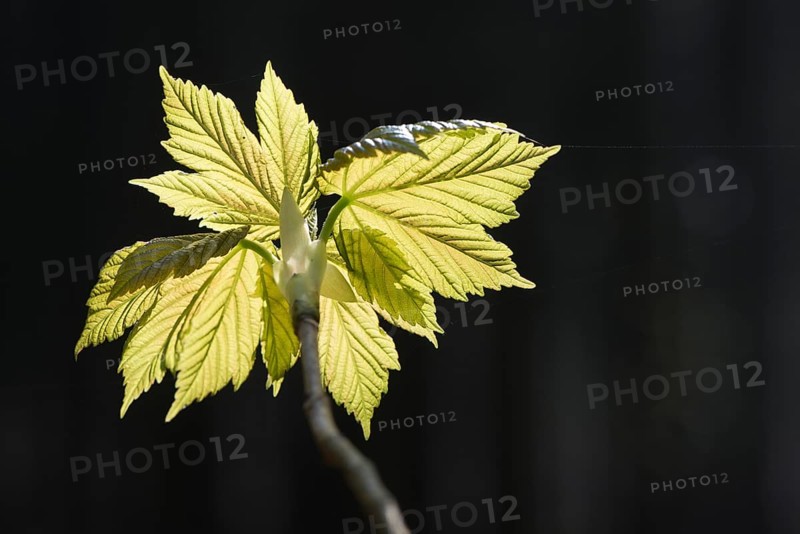 Sycamore maple