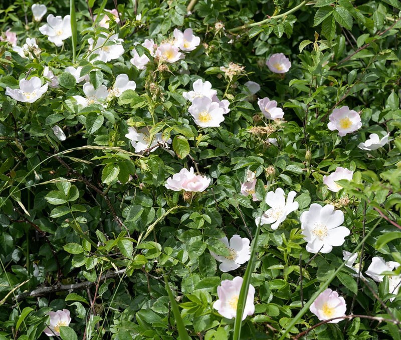 Flowering rugosa rose
