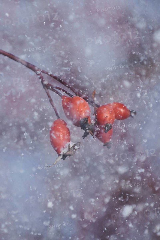 Dog rose