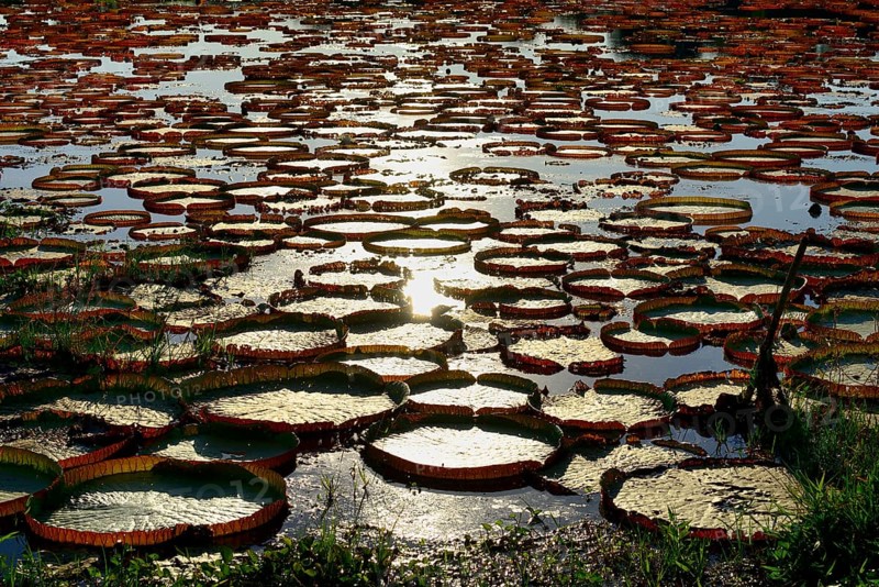 Leaves of the amazon water lily