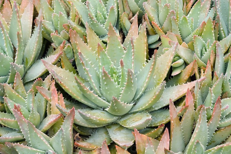 Short-leaved aloe