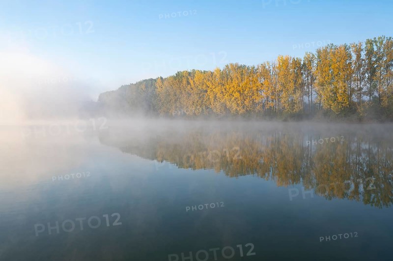 Morning fog and autumn coloured poplars
