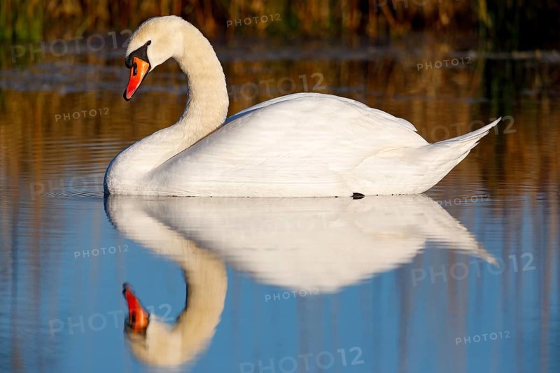Mute swan