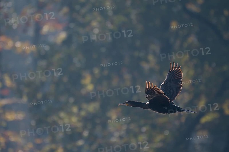 Great cormorant