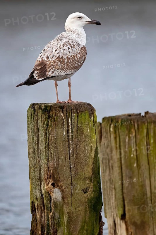 A young Caspian Gull