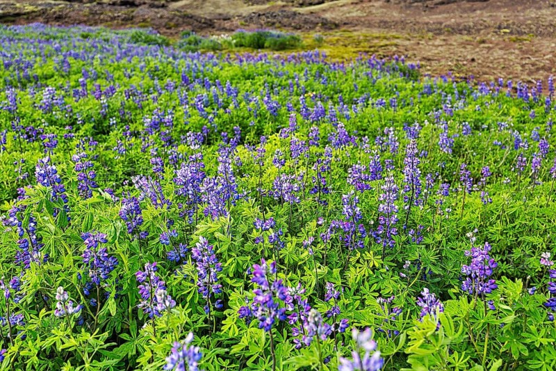Blue flowering nootka lupins