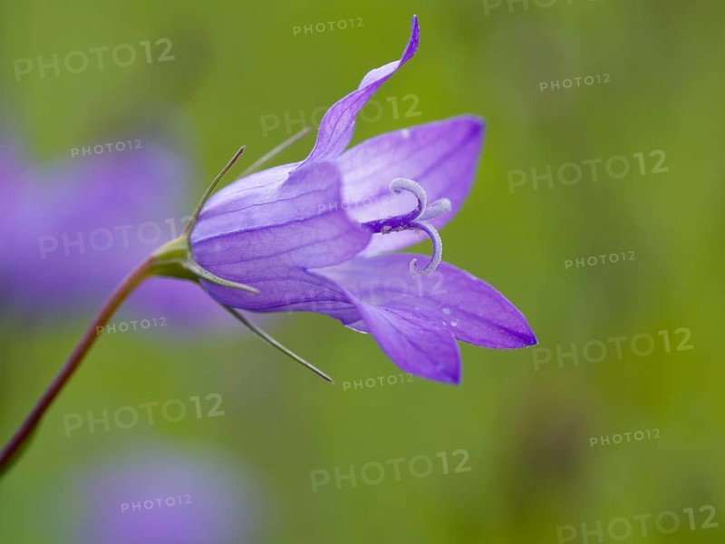 Spreading bellflower
