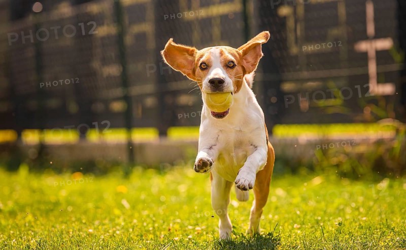 Beagle dog fun in backyard