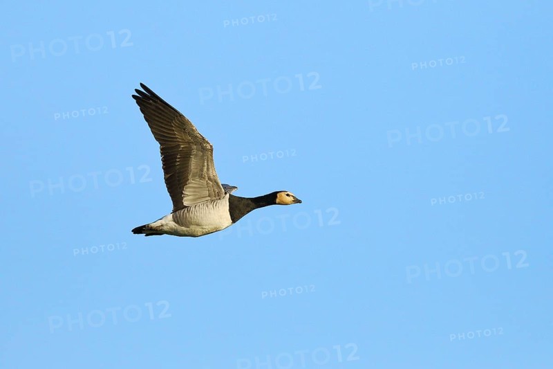 Barnacle goose