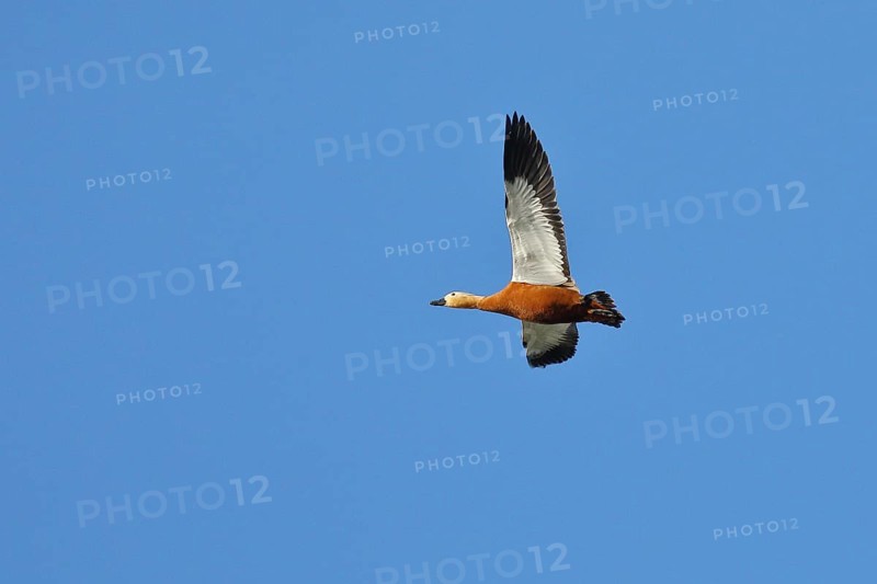 Ruddy shelduck