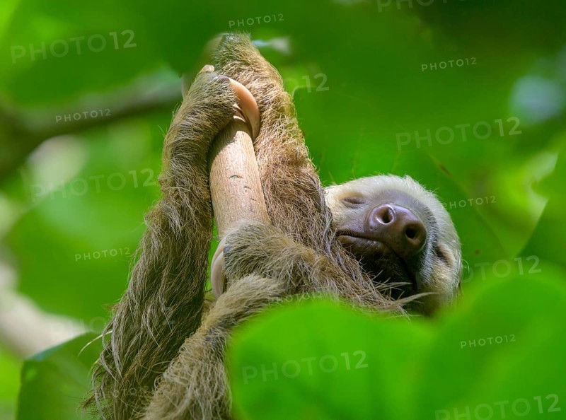 Hoffmann's two-toed sloth
