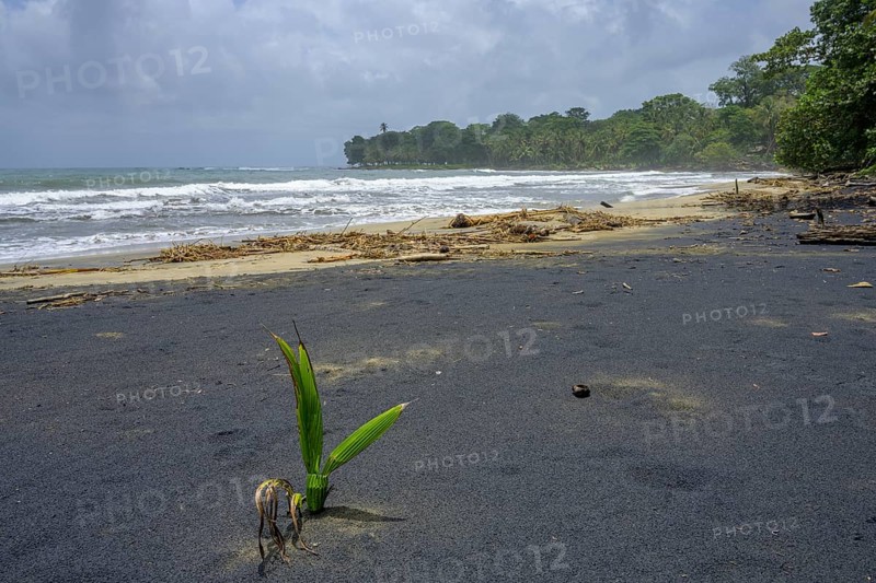 Coconut palm sprouts on a black sand beach
