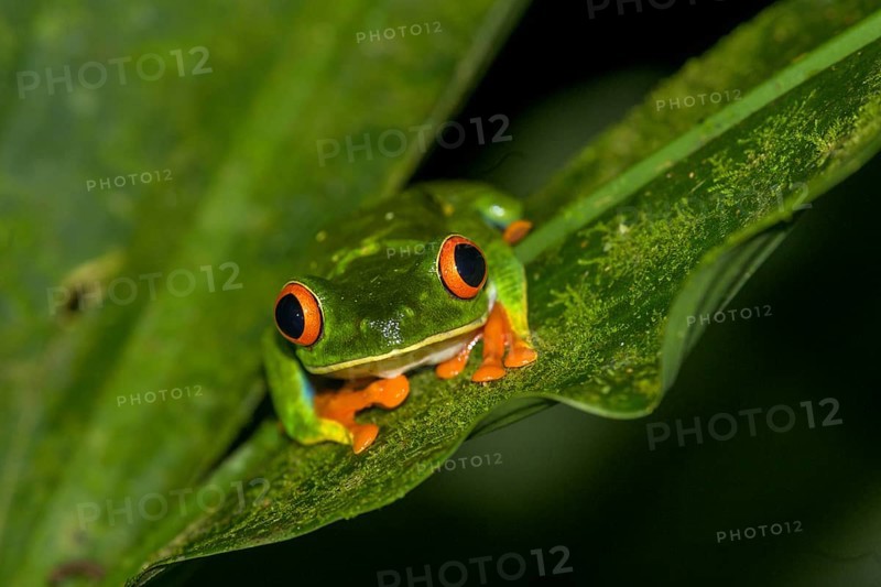 Red-eyed tree frog