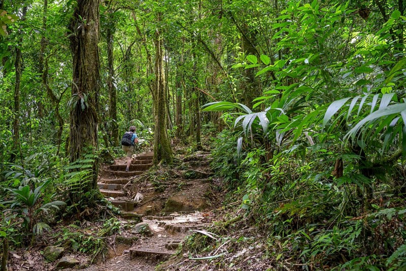 Woman walking on path through rainforest