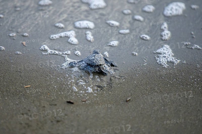 Newly hatched olive ridley sea turtle
