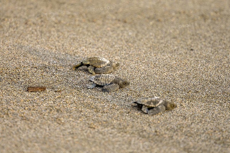 Newly hatched olive ridley sea turtles