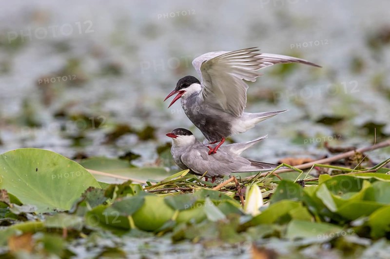 Two White-bearded Terns