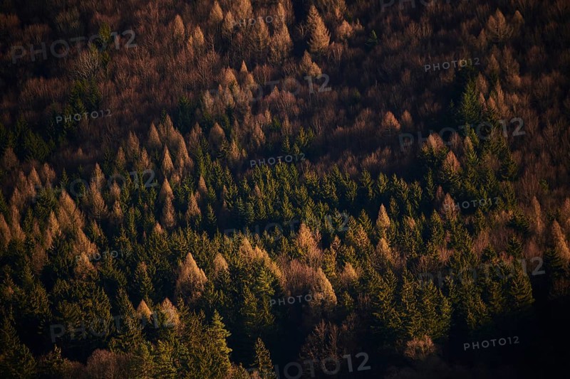 Spotlight from the sun on Norway spruce